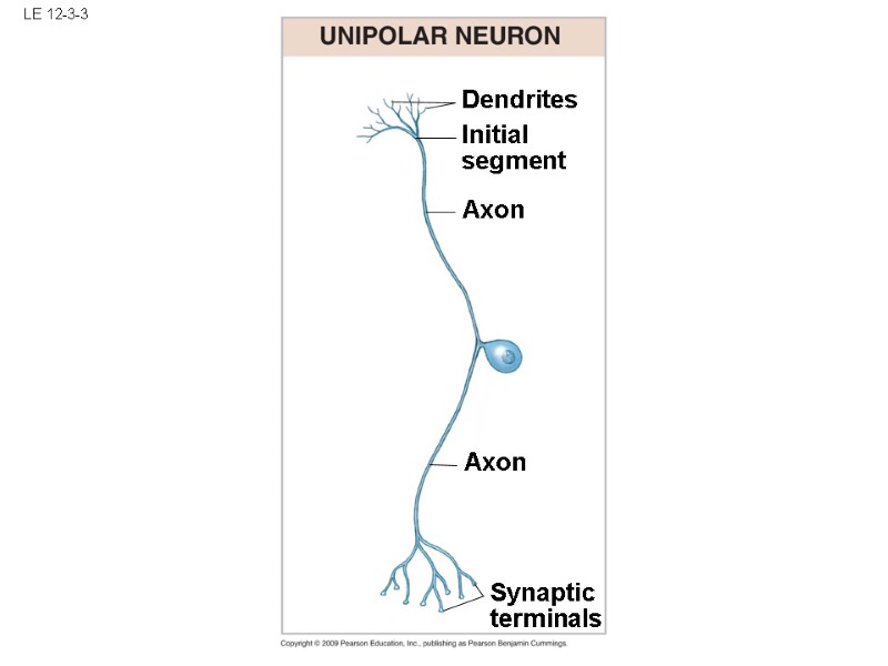LE 12-3-3 Synaptic terminals Axon Axon Dendrites Initial segment